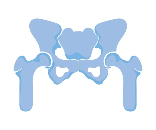 Articulaciones normales de la pelvis — Archivo Imágenes Vectoriales