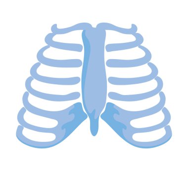 Normal kaburga eklemleri