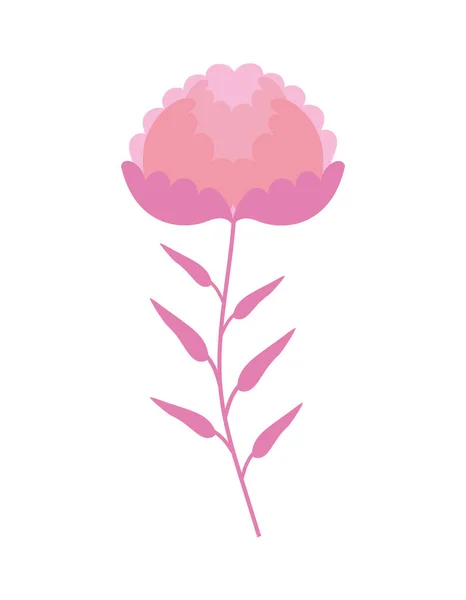 Roze roos geïsoleerd — Stockvector