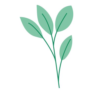 yeşil yapraklar izole