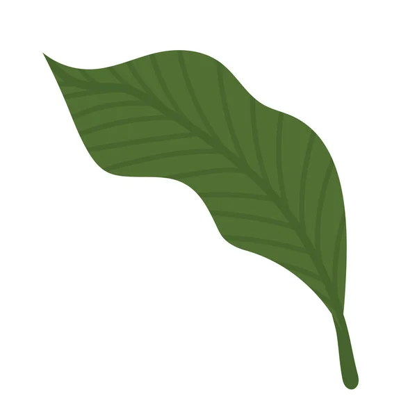 Садовый ланцетный лист — стоковый вектор