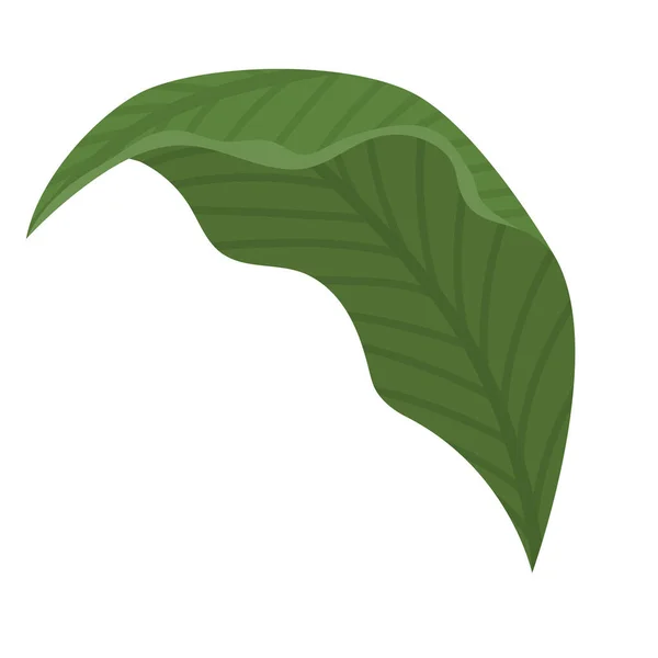 Green lanceolate leaf — Stock Vector