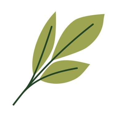 Lanceolate yaprakları