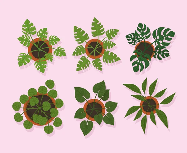 Шесть растений на горшках — стоковый вектор