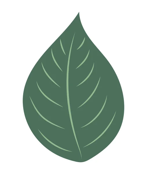 Dessin des feuilles forestières — Image vectorielle