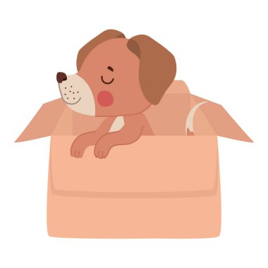 bir kutu içinde köpek yavrusu