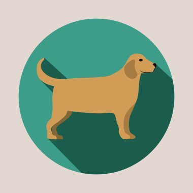 Evcil hayvan tasarımı