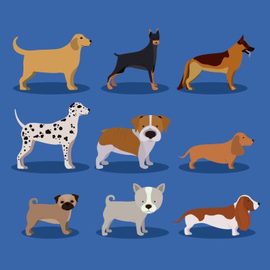 Evcil hayvan tasarımı