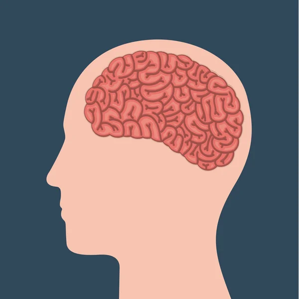 Mänsklig hjärnans utformning — Stock vektor