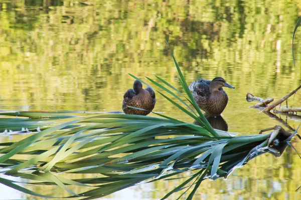 Paar eenden op de vijver in het park — Stockfoto