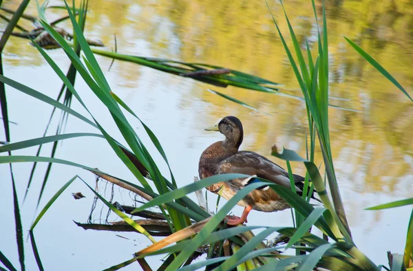 Eend op de vijver in het park van de zomer — Stockfoto