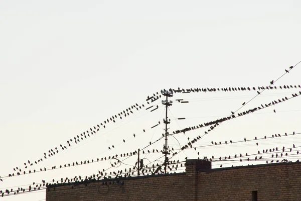 Vögel an den Drähten in der Stadt — Stockfoto
