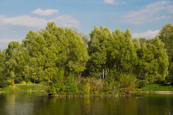 Teich im Park — Stockfoto