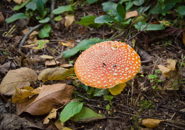 Amanita vermelha no parque de outono — Fotografia de Stock