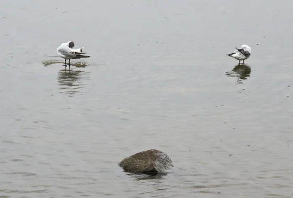 Duas gaivotas em uma pedra — Fotografia de Stock