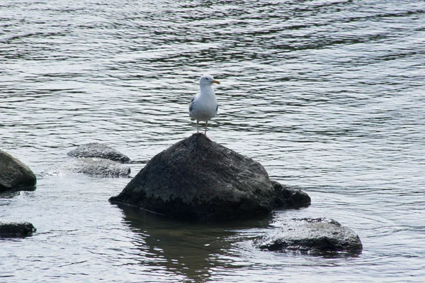 Seagull on a rock — Stock Photo, Image