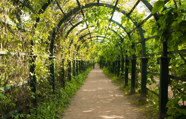 Sand path inside the arch entwined with vines — Stock Photo, Image