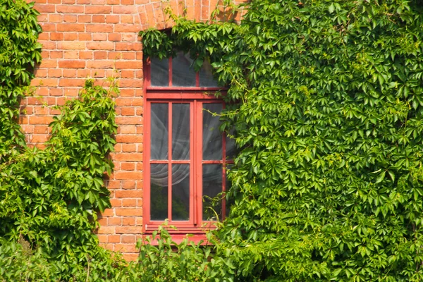 Bakstenen muur met venster ivy gedekt — Stockfoto