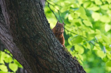 Ormandaki bir ağaç gövdesi üzerinde sincap