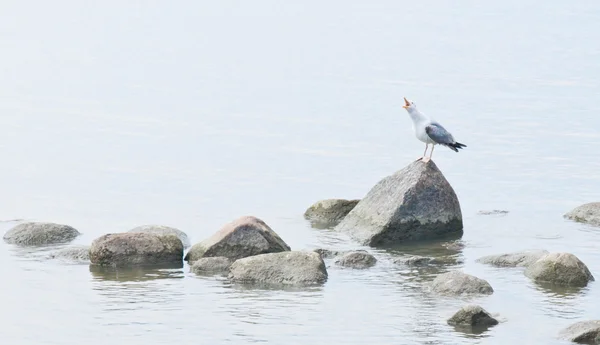 海鸥在水中的岩石上 — 图库照片