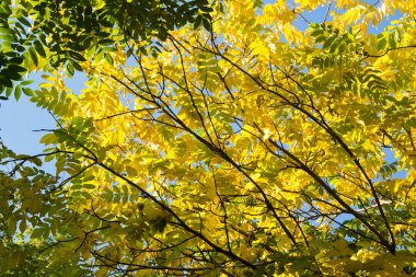 bir gökyüzü karşı renkli sonbahar yaprakları