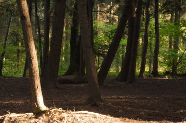bir sonbahar gününde ormandaki ağaçlar
