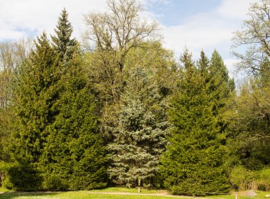 çam ağaçlarının Park 