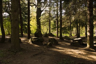 ormandaki yerdeki taşları