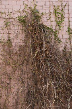 Duvardaki sarmaşık