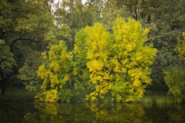 Tree with yellow leaves on the bank of pond — Stock Photo, Image