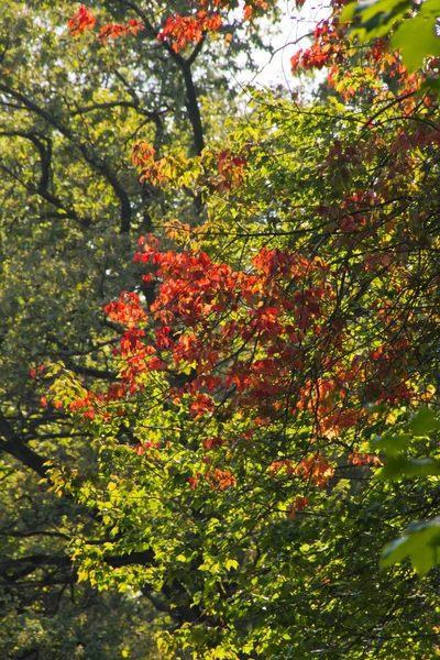 Orange und grüne Blätter im Park — Stockfoto