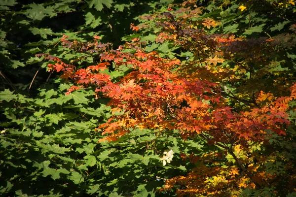 Feuilles orange et vertes dans la forêt — Photo