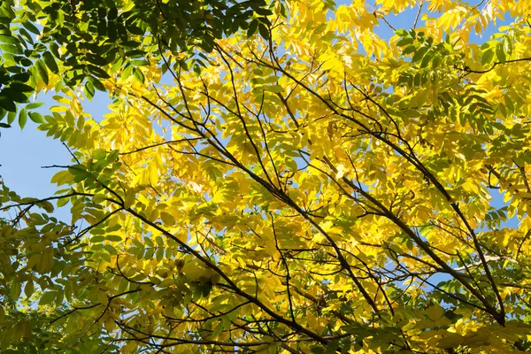Farbige Herbstblätter gegen den Himmel — Stockfoto