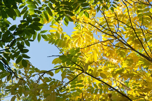 Bunte Herbstblätter gegen den Himmel — Stockfoto