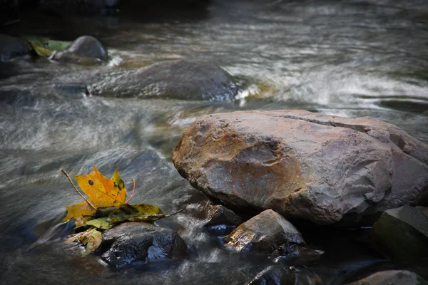 水の中の岩の上のカエデの葉 — ストック写真