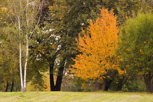 Arbres et buissons dans le parc d'automne — Photo