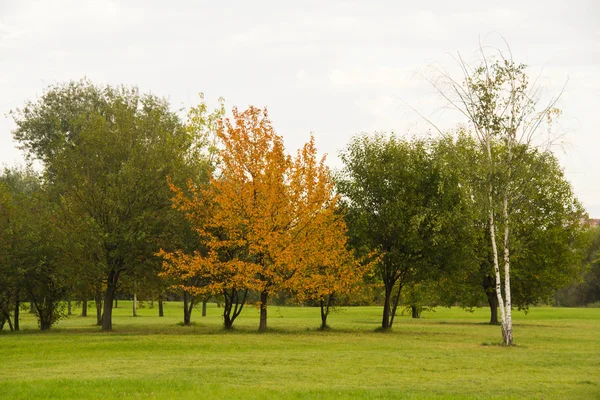 Bäume mit bunten Blättern im Park — Stockfoto
