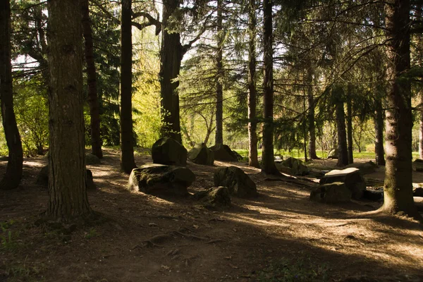 ormandaki yerdeki taşları