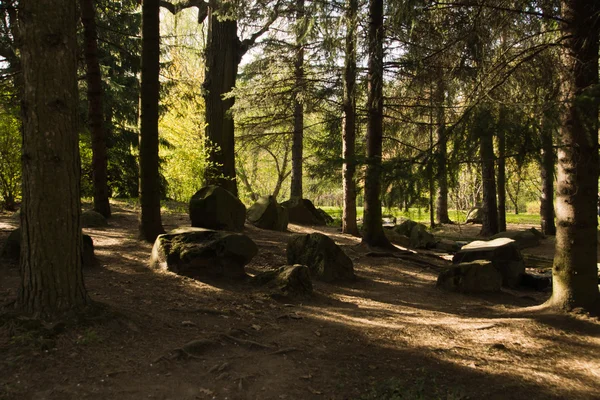 Stones on the ground in the forest — Stock Photo, Image