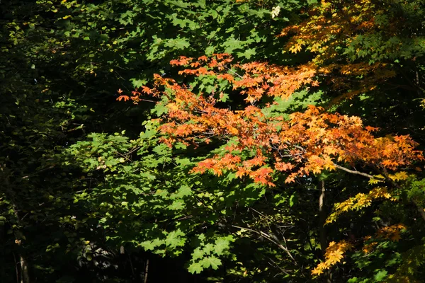 Farbiges Laub an den Bäumen — Stockfoto