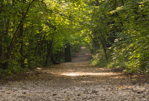 Грунтова дорога в осінньому лісі — стокове фото