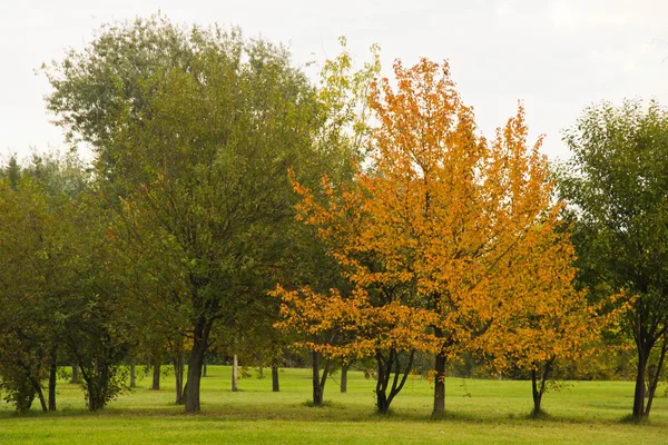 Baum mit orangen Blättern im Park — Stockfoto