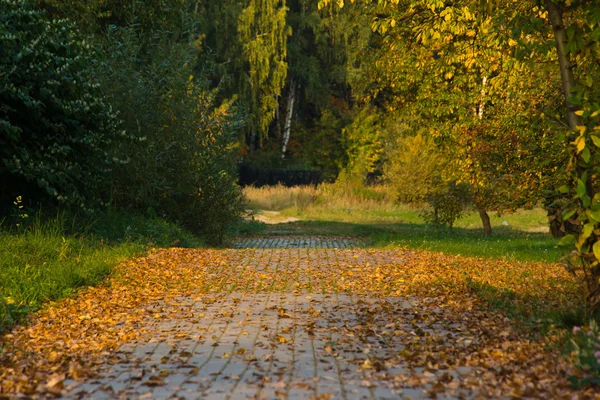 Hojas en camino en el bosque de otoño — Foto de Stock