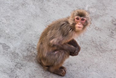 küçük maymun bir taş üzerine oturuyor