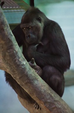 bir ağaç üzerinde kadın siyah goril