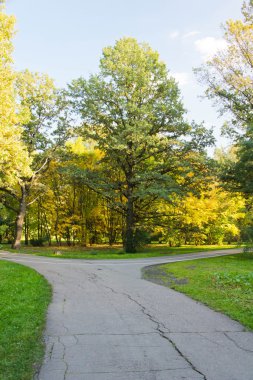 yol Kavşağı'nda sonbahar orman