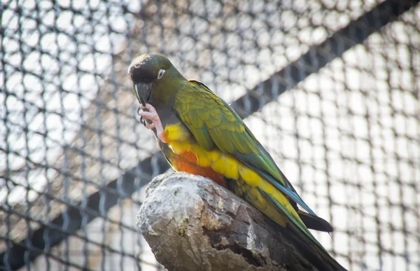 Papagaio em uma rocha no zoológico — Fotografia de Stock