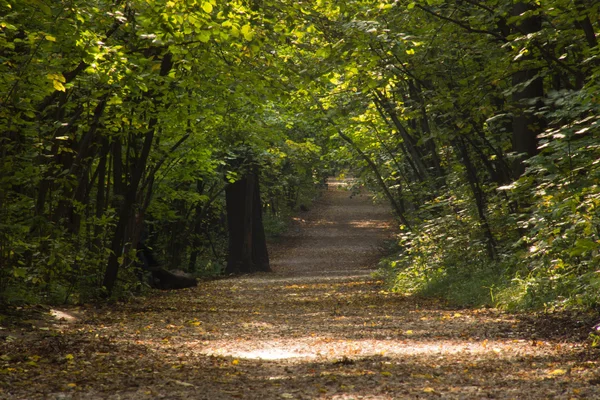 Брудна дорога протягом дня в осінньому лісі — стокове фото