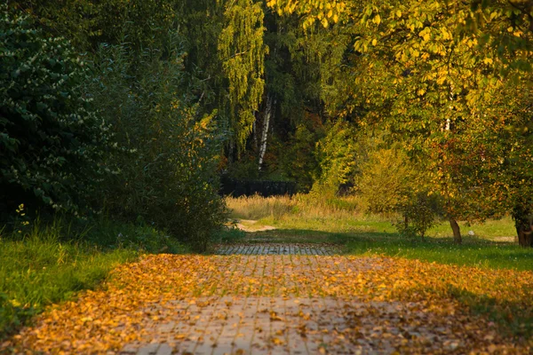 Levelek a gyalogút őszi parkban — Stock Fotó