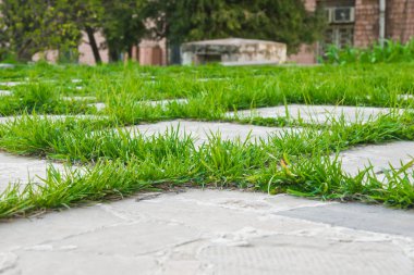 taze yeşil çim kaldırım üzerinde